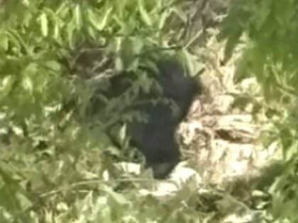 住民「こんな近くで出るなんて…」春に出没相次ぐクマ 冬眠明けで出産間もない『親子グマ』に注意を