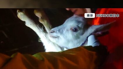 【独自】高速道路に“迷い子ヤギ”!? パトロール中に発見…逃げ出し排水溝に落下　救出大作戦の一部始終