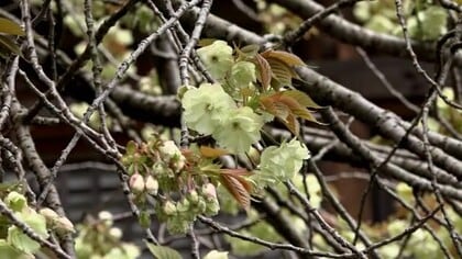 淡い黄緑色の八重桜「ウコンザクラ」が見頃　今週末には満開に　国指定の重要文化財「西福寺」境内【福井・敦賀市】
