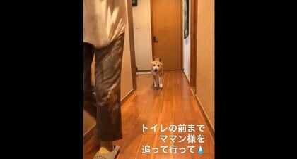 トイレまでついていく甘えん坊の“おじいちゃん柴犬”…17歳と思えない軽やかな足取り! 普段の元気ぶりを聞いた