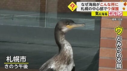 【警察官も出動】住宅街に出現した「ウ」を無事保護　カラスに襲われるなどで迷い込んだか　札幌市