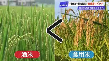 今年の新酒造りピンチ　令和の米騒動で起きた酒米不足　食用米のコシヒカリで代用も【高知】
