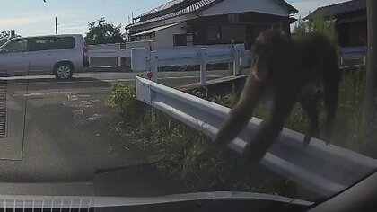 運転手あ然「え、乗ってくるんだ」野生のサルがボンネットに…車に人がいても“平然”　目撃情報相次ぐ福岡・柳川市