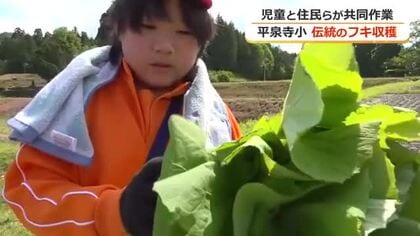 「みずみずしくおいしい」平泉寺小学校の児童がフキを収穫　70年続く伝統行事　自ら考案のレシピ添え13日に直売所で販売　福井