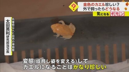 かなり珍しい】小学生が見つけた“金色のオタマジャクシ”がカエルに成長 体長1cmで目の色まで金色 岡山・倉敷市｜FNNプライムオンライン