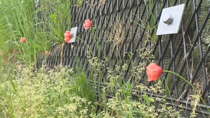 道端に咲く可憐な花に有毒成分!? ｢素手で触るとかぶれる恐れ