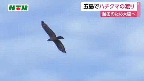  五島・ハチクマの渡りがシーズン