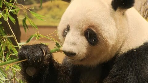 上野の双子パンダに別れ…きょう観覧最終日　シャオシャオ・レイレイ27日に中国へ