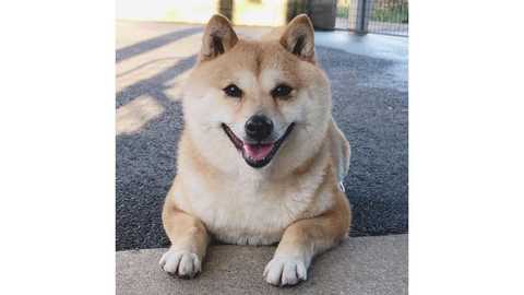 息ぴったりの 高速の柴パンチ を繰り出す 柴犬たちの可愛さに釘づけ