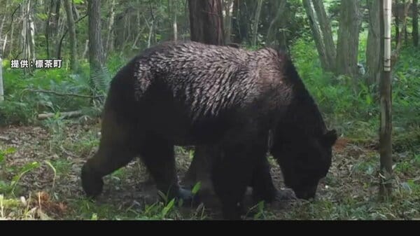 牛66頭襲ったヒグマ「OSO18」駆除される ハンターが気づかず駆除もDNA