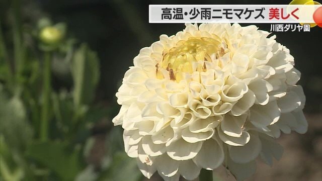 美しい花を咲かせる山形・川西町の川西ダリヤ園