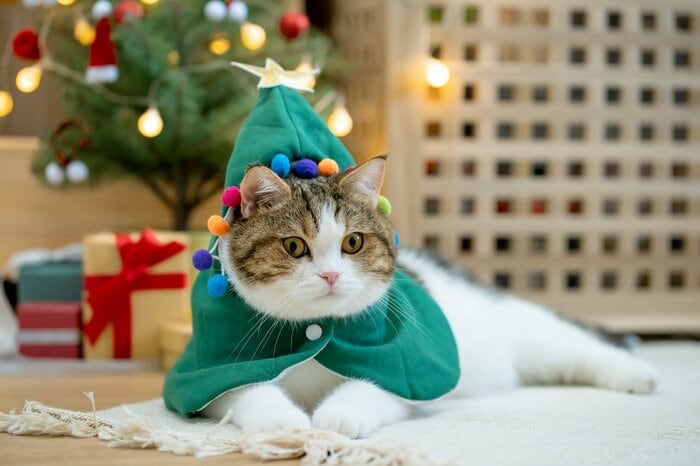 猫にとって服はストレス（画像はイメージ）