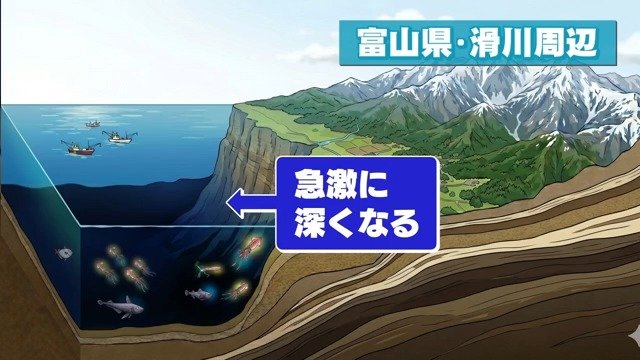 ホタルイカが浮上しやすい地形