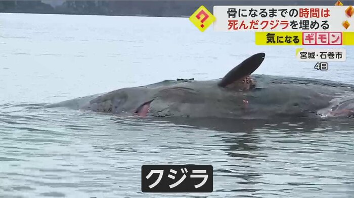 地元住民「かわいそう。なんとか海に返してあげられたら」