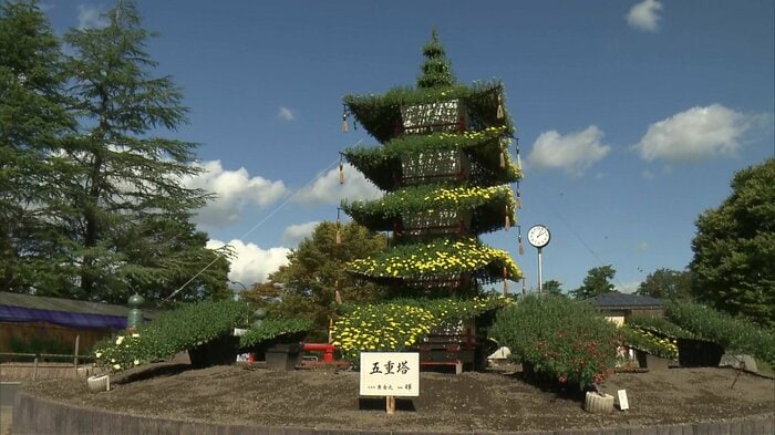 菊花展（京都・京丹波町）