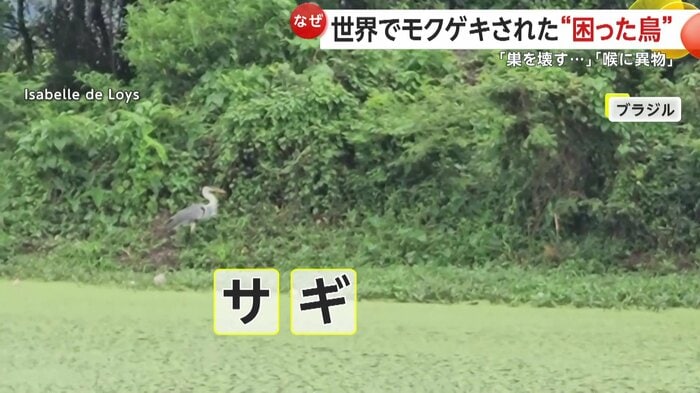 すらっとした体が特徴のサギ