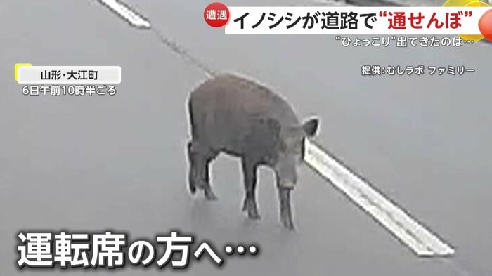 逃げるどころか車に寄ってくるイノシシ