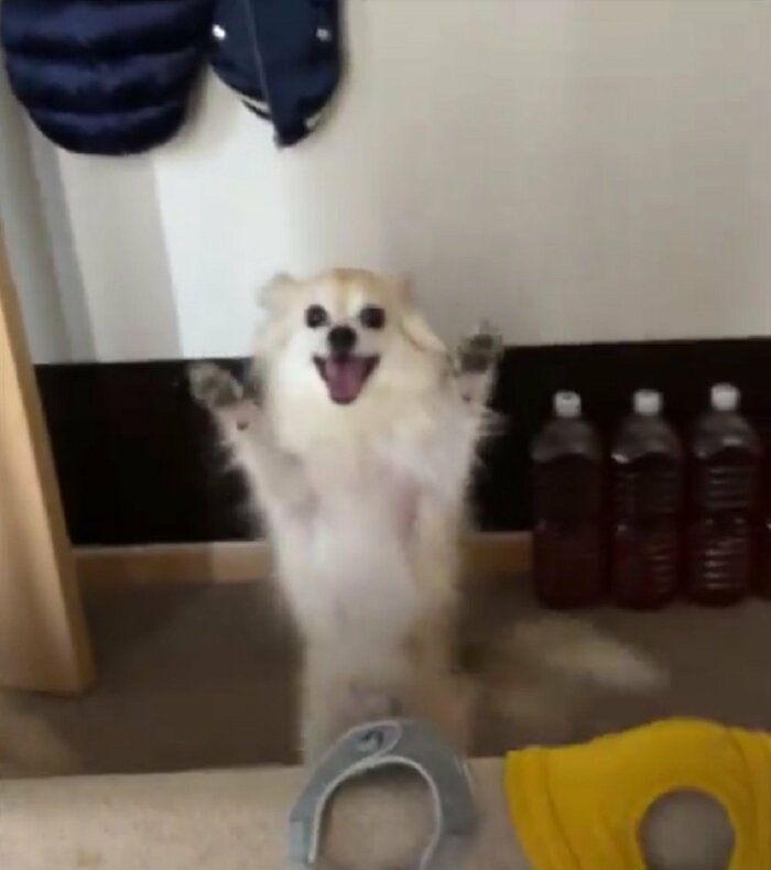 尻尾を振って、後ろ足で立ち上がり、踊っているかのように足踏み
