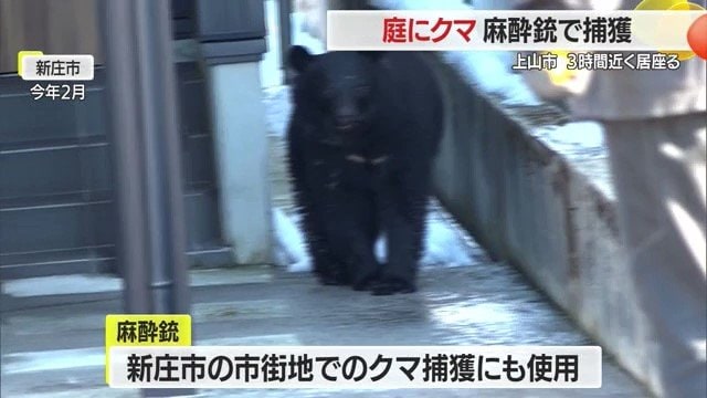 市街地へのクマ出没で記憶に新しいのは2025年2月の新庄市。この時もクマ捕獲に麻酔銃が使われた