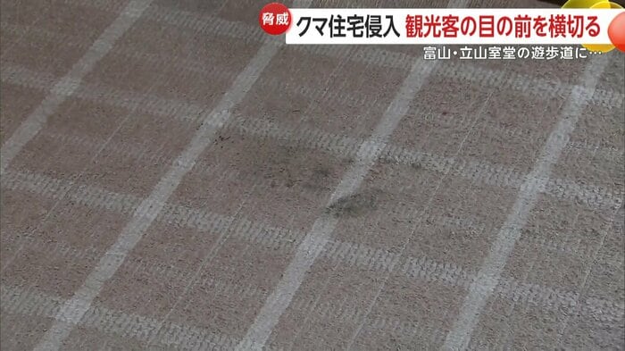 クマの足跡がくっきり