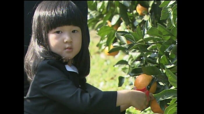 みかん狩りを楽しまれる愛子さま(2005年12月)