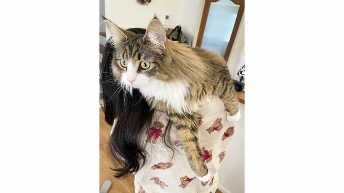 抱っこが好き(提供:しろあんでっかい北欧猫さん)