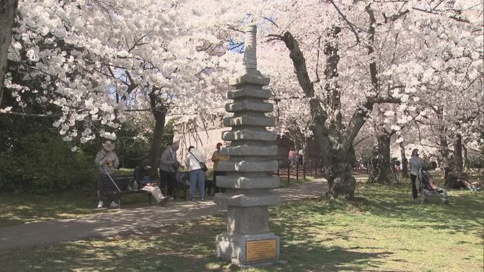ワシントンDCで咲き誇る桜。公園には石灯籠や石塔なども設置されている