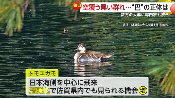 本来佐賀県では見られなかったトモエガモ(提供:日本野鳥の会 佐賀県支部 加藤さん)