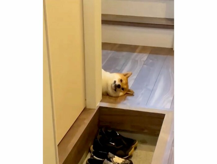 提供:柴犬はらみさん