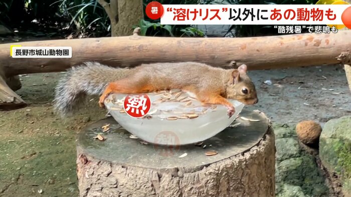 体温を調節しているリス(長野市城山動物園)