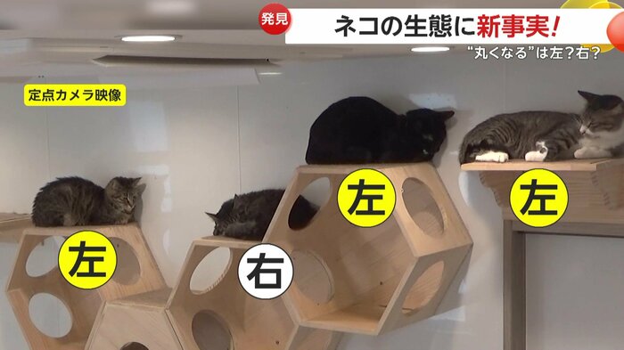 各々の場所でお昼寝するネコたち
