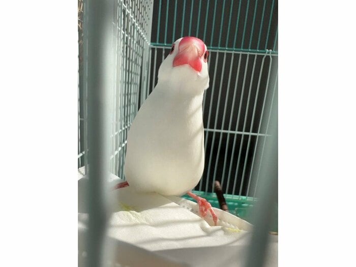 ところてんくん