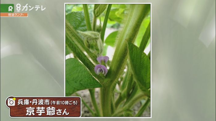【お天気図鑑】「丹波黒大豆」(兵庫・丹波市)