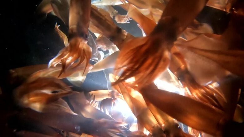 異例の”豊漁”スルメイカ_2026年度は最大6.8トン案も_漁獲可能量を大幅増_水産庁が3案を提示_2月にも決定の見通し〈北海道〉｜FNNプライムオンライン