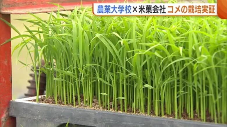 農業大学校と米菓会社が連携　米菓用の米の栽培へ田植え始まる「おいしい原料米を作りたい」　新潟｜FNNプライムオンライン