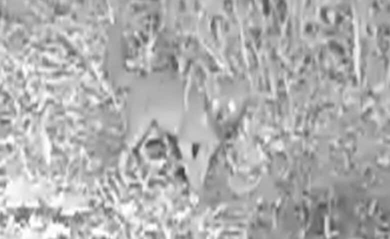 【独自】片方だけ盗むナゾの「靴ドロボー」　被害20足以上にある共通点が…カメラが捉えた“犯人”はキツネだった｜FNNプライムオンライン