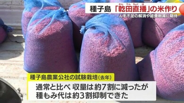 「苗を作らない米作り」種子島で始動　赤い種もみの正体と“作業3割削減”の可能性｜FNNプライムオンライン