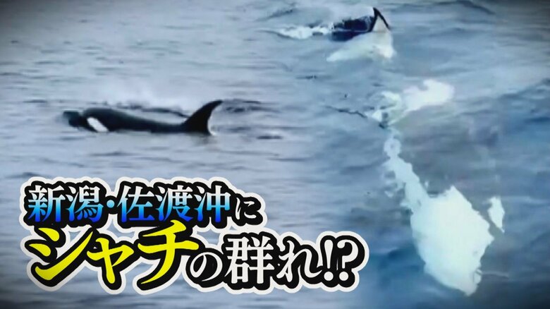 「非常に珍しい」新潟・佐渡沖に“シャチ”の群れ！？最大8～9mほどのシャチも…漁師が撮影｜FNNプライムオンライン