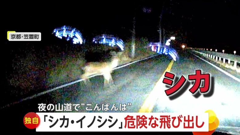【独自】「あぶねー」シカ飛び出しあわや衝突　「どんだけ出てくるん？」うり坊引き連れた“イノシシ御一行”が道路横断｜FNNプライムオンライン