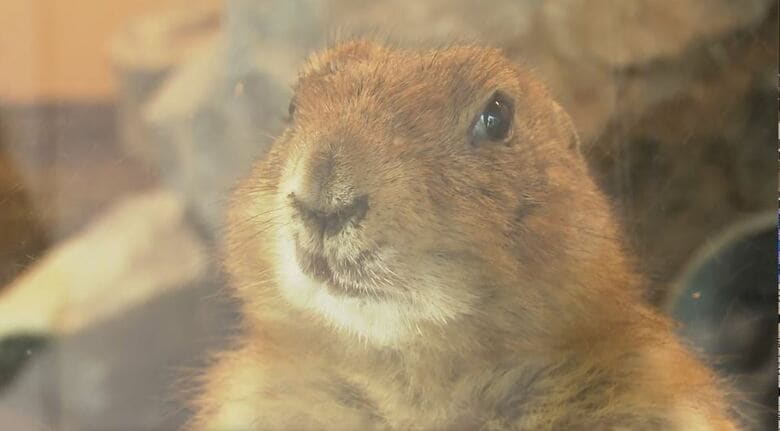 24歳ご長寿ライオン「ナナ」もお出迎え　新顔は立ち姿がかわいい！プレーリードッグ、もふもふアルパカ　“長野で最古”100周年の動物園がリニューアル　次の100年へ新たなスタート　小諸市動物園｜FNNプライムオンライン