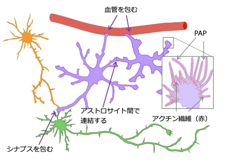 脳内の「星」アストロサイト、本来の姿を捉える手法を確立！～脳疾患のメカニズム解明に新たな光～