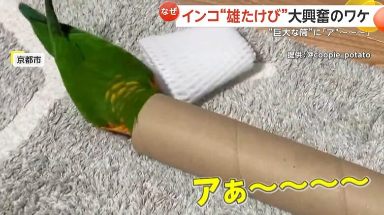 【インコの雄叫び】「アぁ～～」「ア゛～～」巨大な筒にインコが大絶叫…飛び跳ねながら2時間大興奮！「暗くて狭いのがお好き？」　京都市｜FNNプライムオンライン