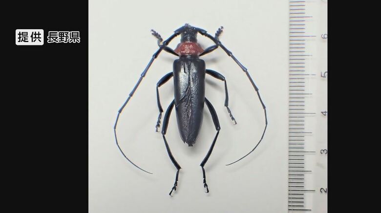 モモやプルーンを食い荒らす外来カミキリ“クビアカ”　長野県内で被害拡大　農家「大変な状況」　阿部知事も緊急会見「農業・観光に大きな影響及ぼす恐れ」対策費2000万円を計上｜FNNプライムオンライン
