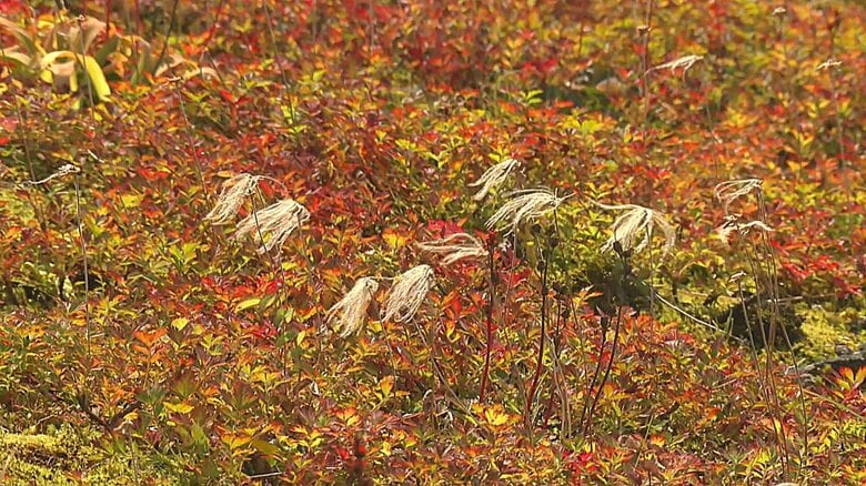 秋晴れの富山、立山では紅葉の始まり~高山植物が赤や黄色に色づく季節の訪れ~|FNNプライムオンライン