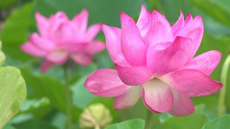 五島・福江城跡でハスの花が見ごろ迎える　水面に涼しげに浮かぶハスの葉と淡いピンクの花｜FNNプライムオンライン