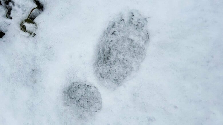勝山市役所近くでクマの足跡が多数見つかる　住宅の庭に垣根を破って侵入か　福井｜FNNプライムオンライン