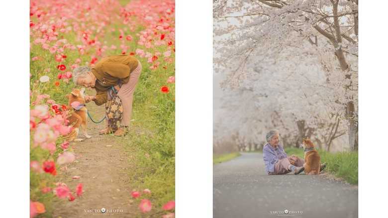 ポピーと桜に囲まれて(2018年春撮影)