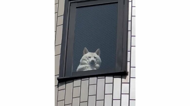 3階から出かける飼い主さんを見つめている