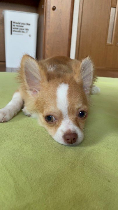 提供：ふくのすけさん