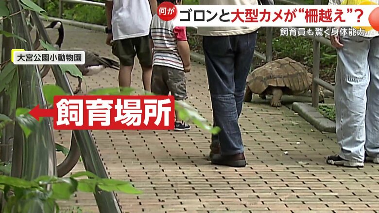 本来の飼育場所から離れて通路を横切り、フラミンゴの池まで歩いていたカメキチ